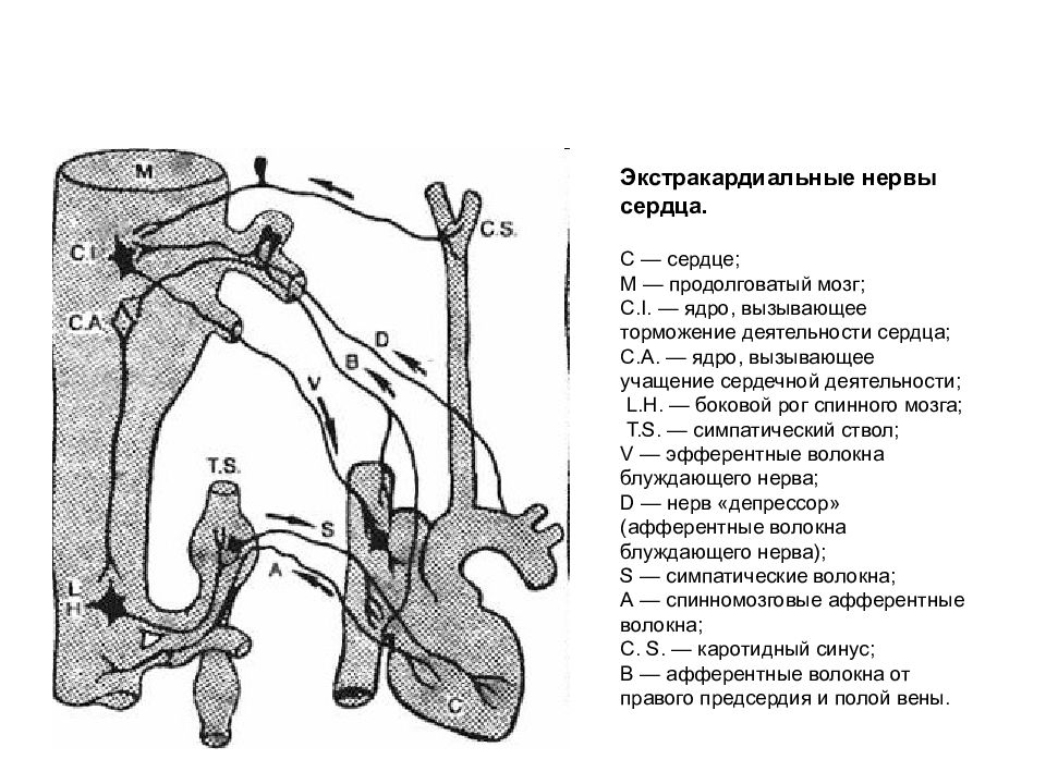 Нервы сердца. Блуждающий нерв иннервация сердца схема. Усиливающий нерв Павлова схема. Схема экстракардиальной иннервации сердца. Схема экстракардиальных рефлексов.