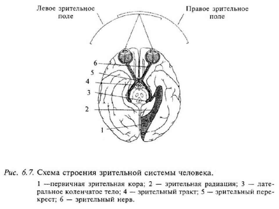 Схема зрительного акта