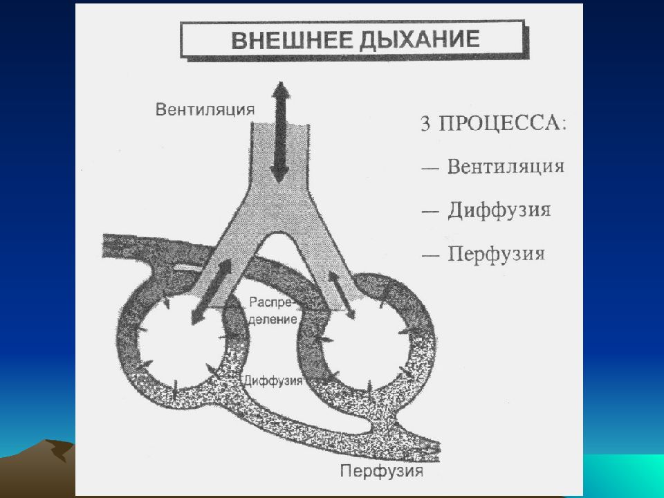 Дыхание 80. Внешнее дыхание схема. Вентиляция диффузия перфузия. Процесс внешнего дыхания. Вентиляция перфузия и диффузия легких.