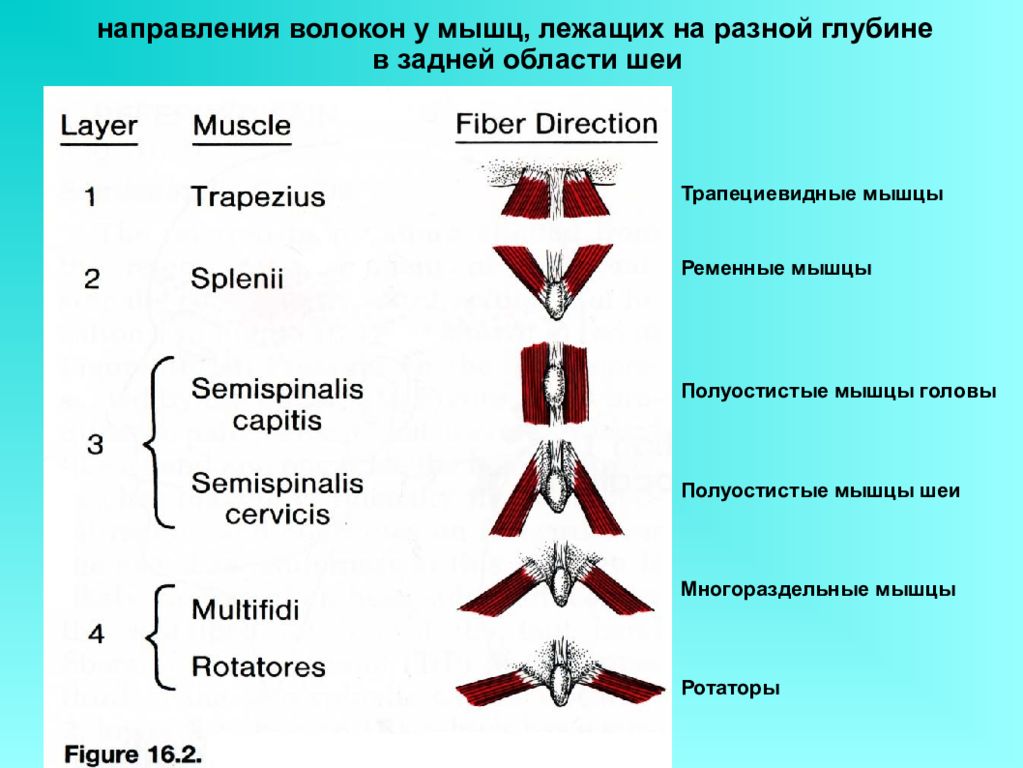 Направления головы. Направление волокон мышц. Мышцы ротаторы шеи. Направление волокон трапециевидной мышцы. Косое направление волокон.