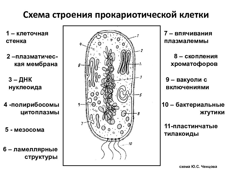 Схема строения клетки прокариот