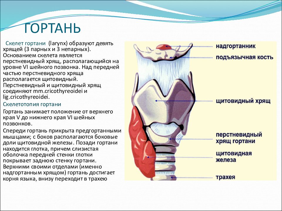 Топографическая анатомия органов шеи презентация