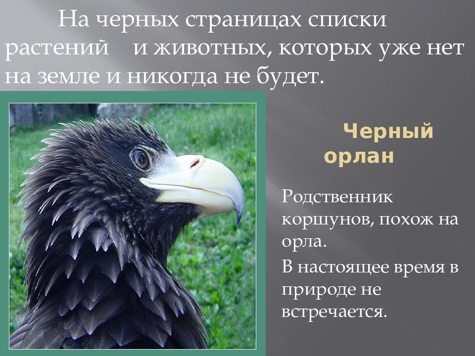 Список исчезнувших. Животные черной книги. Животные черной книги Росси. Чёрная книга животных России. Чёрные страницы красной книги животные и растения.