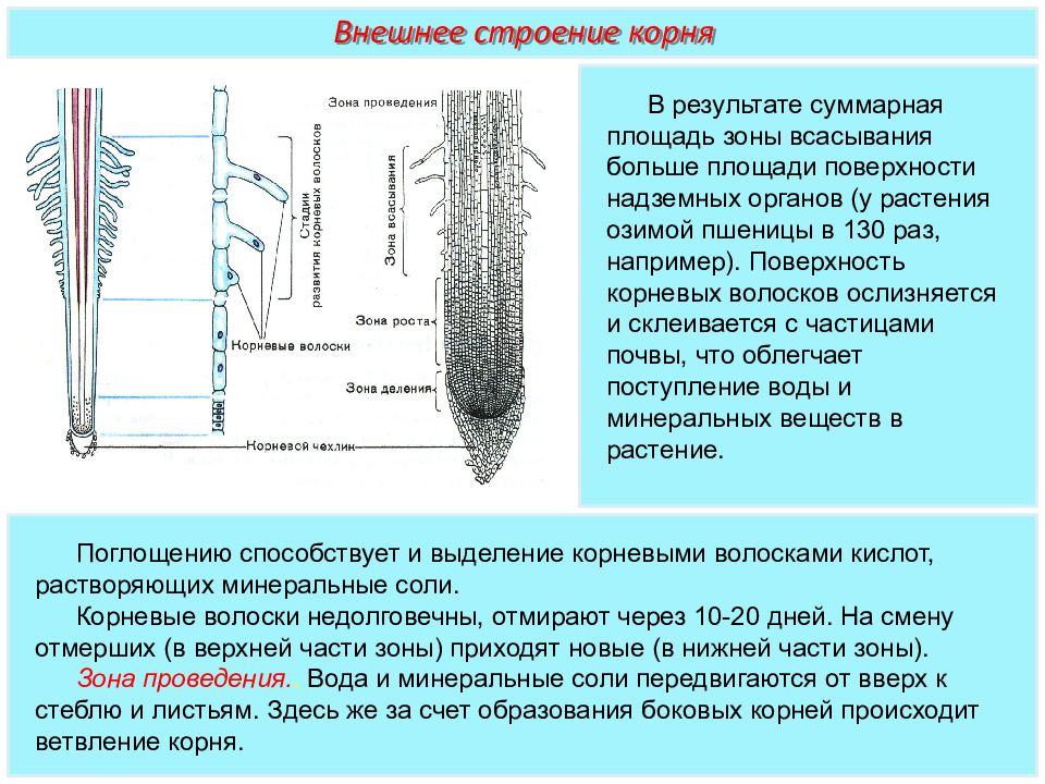 Проводящий корень. Зона всасывания у корневых волосков. Зона всасывания корня структуры. Волоски корня всасывающая строение. Строение корня в зоне всасывания.