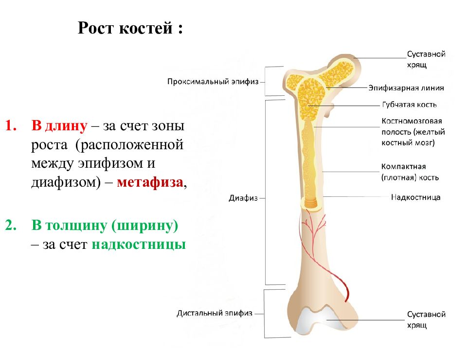 Какие функции выполняют трубчатые кости. Строение трубчатой бедренной кости. Эпифиз диафиз бедренной кости. Строение кости рост костей. Зона роста трубчатых костей.