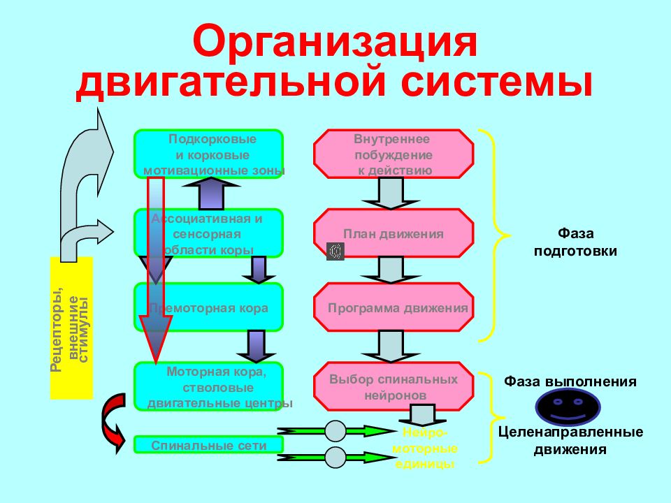 Общий план организации двигательной системы