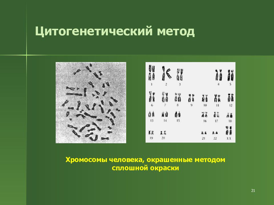 Цитогенетический метод. Цитогенетический метод хромосомы. Цитогенетический мето. Цитогенетический метод генетики человека. Цитогенетический метод это метод.