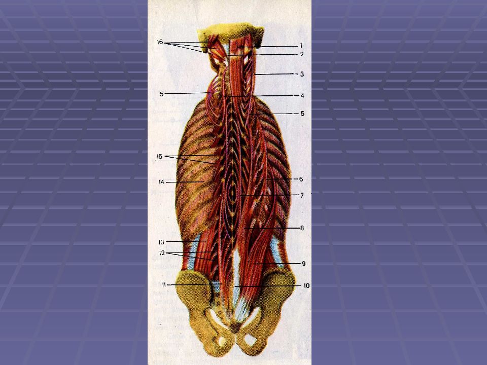 Поперечно остистая мышца m Transversospinalis