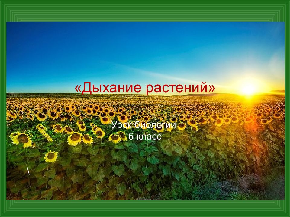 Дыхание растений» Урок биологии 6 класс \