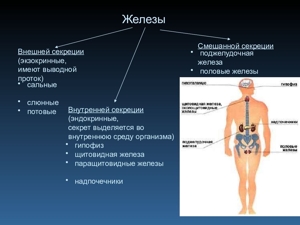 Презентация эндокринная система человека строение и функции