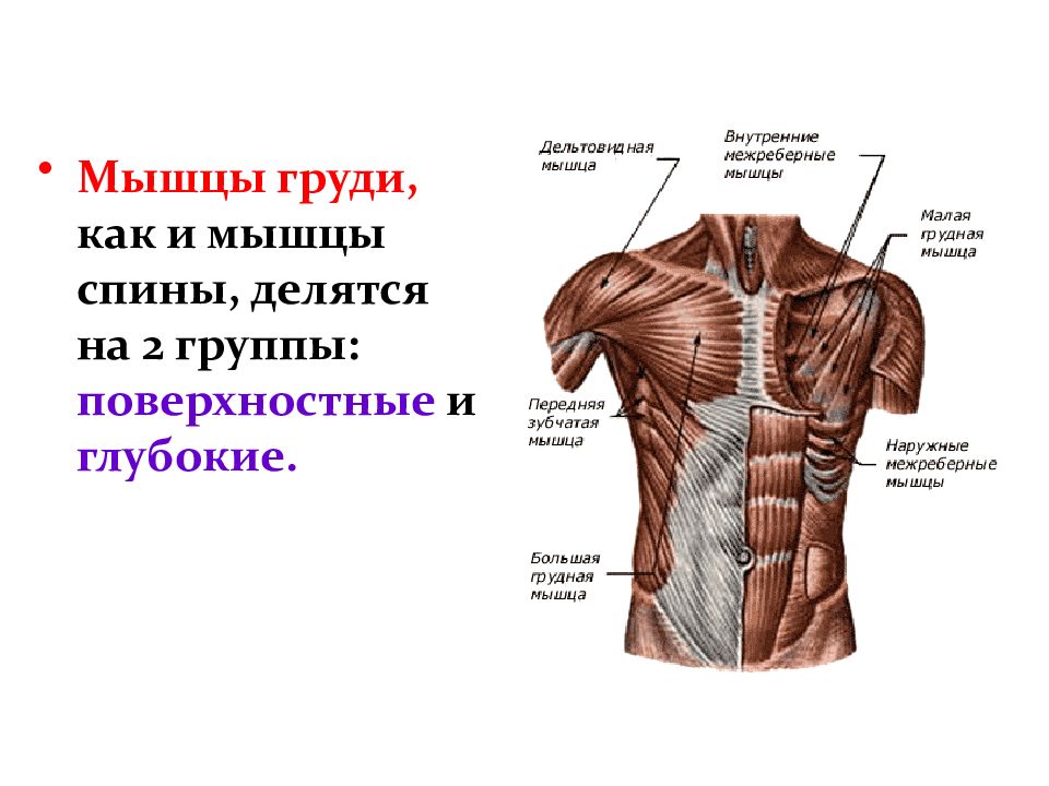 Мышцы груди картинка