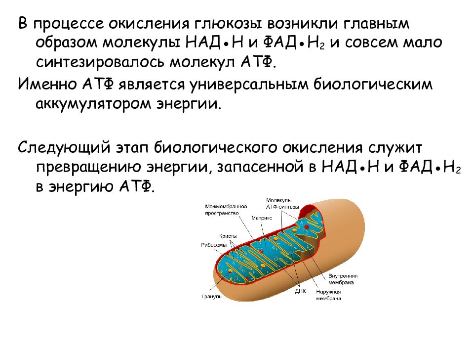 Энергетический обмен в клетке гликолиз и окислительное фосфорилирование презентация 10 класс