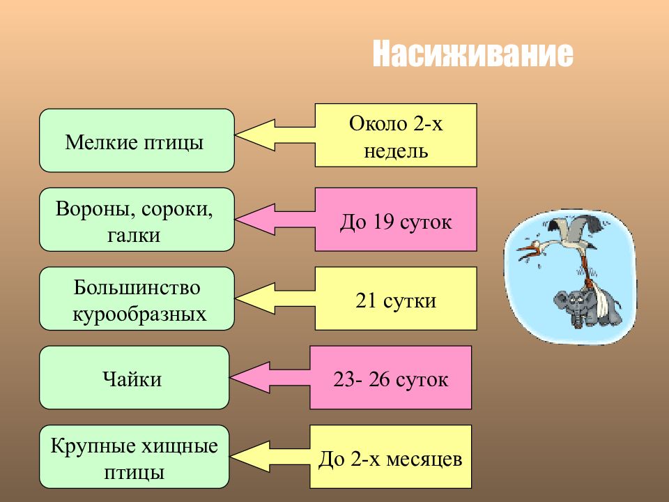 Годовой жизненный цикл и сезонные явления в жизни птиц презентация