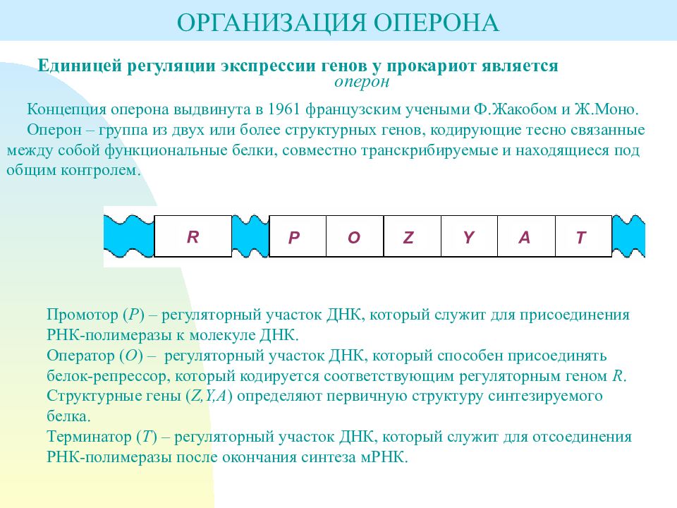 Структуры гена промотор оперон. Строение оперона эукариот. Структурные гены оперона. Структура гена оперон. Концепция оперона.
