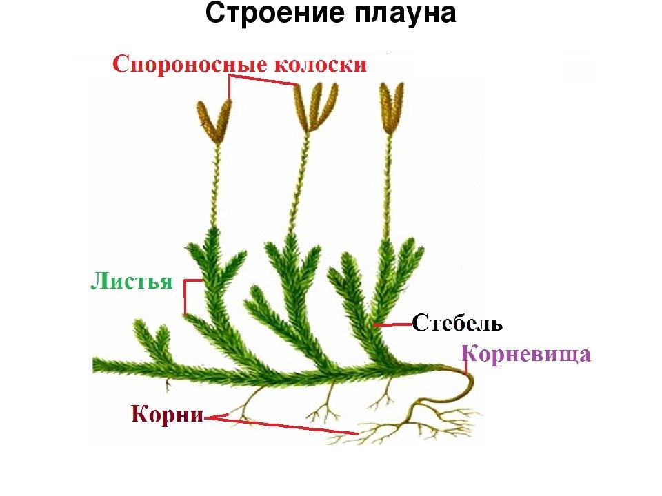 Презентация отдел плауновидные