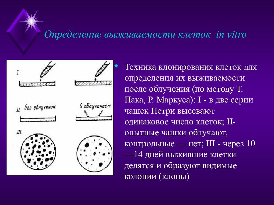 Реакция клеток. Методы изучения выживаемости клеток после облучения in vitro и in vivo. Клеточный метод исследования in vitro. Клетка определение. Метод выживаемости клеток.