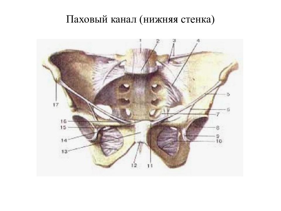 Передняя стенка таза. Нижняя стенка пахового канала. Крестцово маточные связки. Нижняя стенка таза. Связки таза вид спереди.