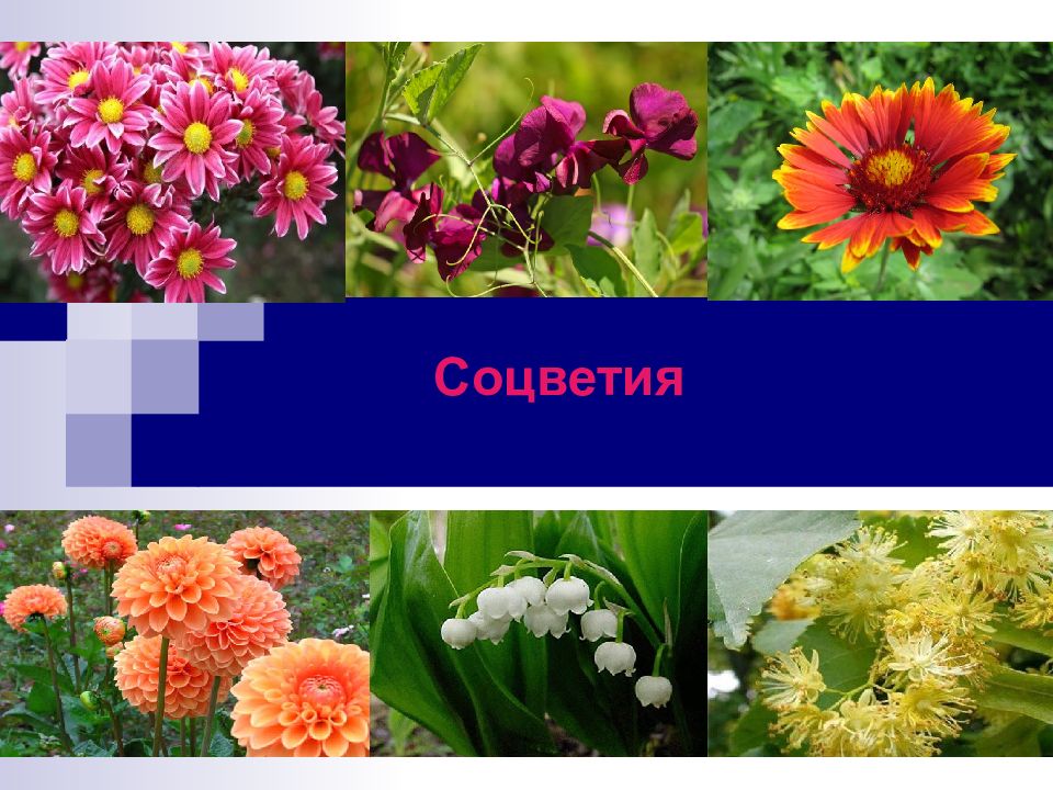 Соцветия
