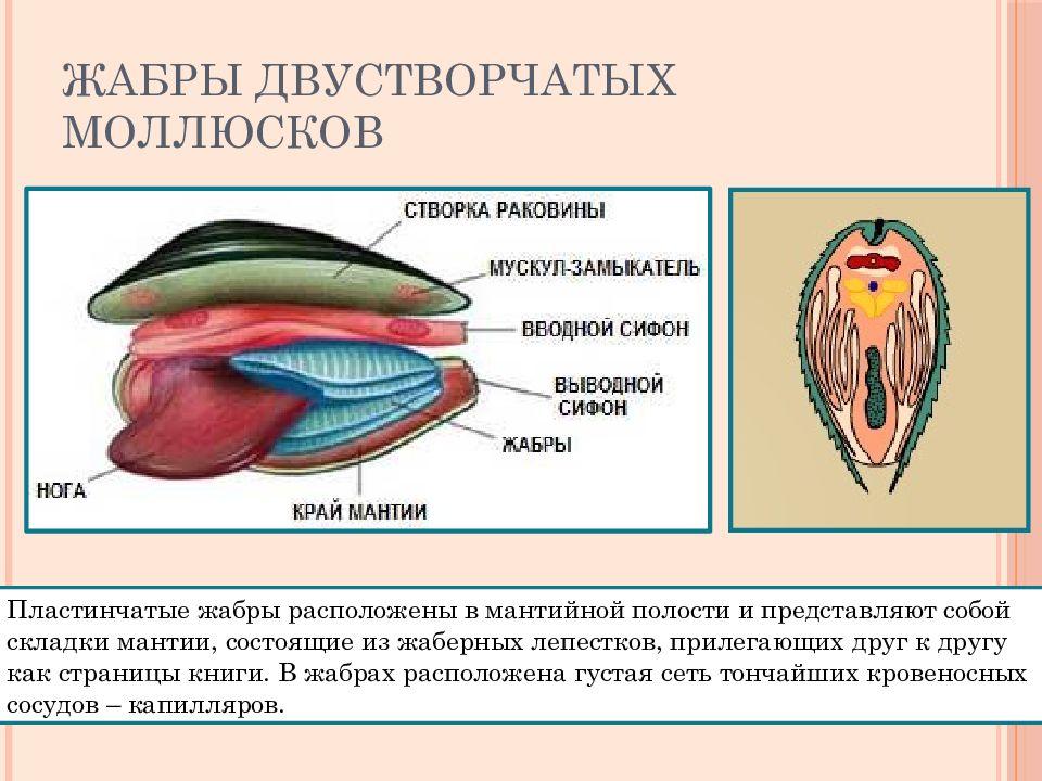 Сифоны беззубки