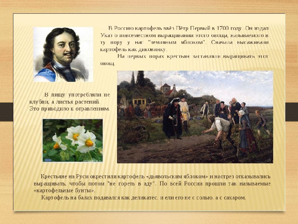 Появились благодаря. Петр 1 и картошка в России. Картофель в России Петр 1. Петр первый привез картошку в Россию. Петр 1 ввез картофель в Россию.