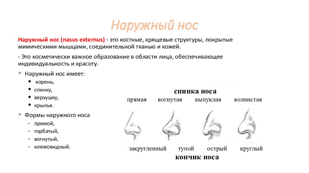 Нос презентация 1 класс