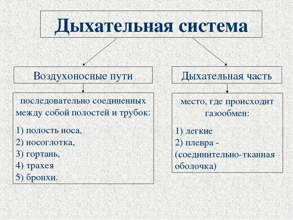 Презентация органы дыхания и газообмен презентация 7 класс