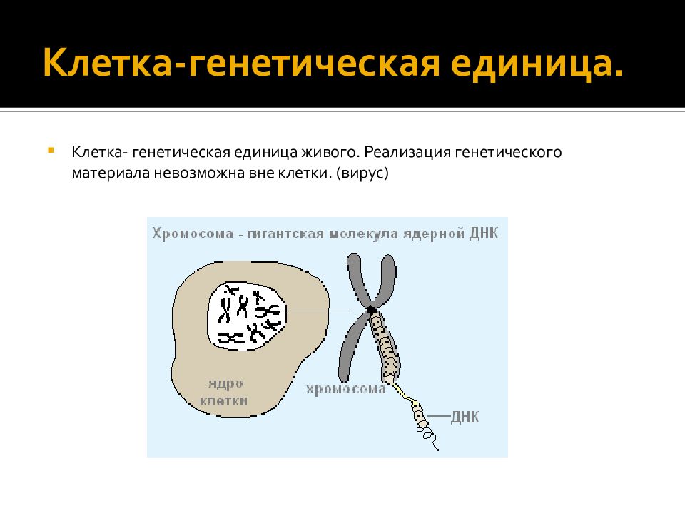 Наследственная клетка. Клетка генетическая единица живого. Клетка генетическая единица организма так. Клетка генетическая единица организма так как. Строение клетки наследственные структуры клетки генетика.