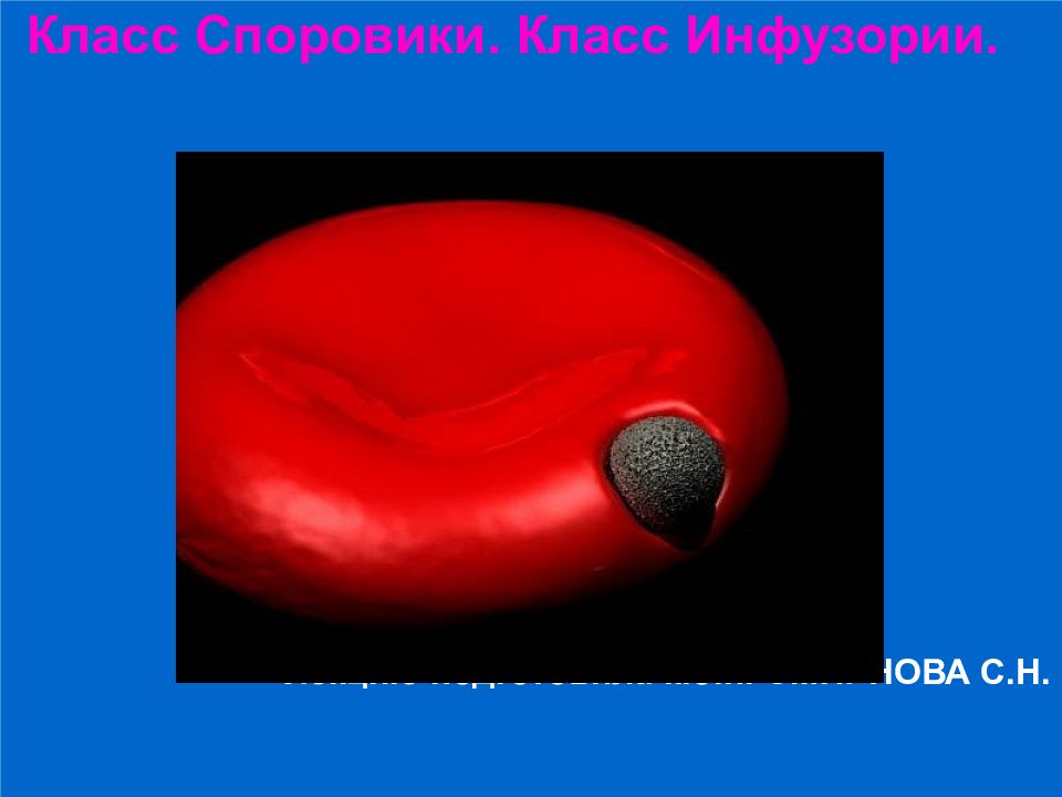 Класс Споровики. Класс Инфузории. Лекцию подготовила к.б.н. СМИРНОВА С.Н