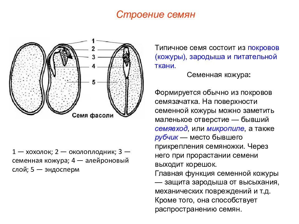 Схема семени фасоли