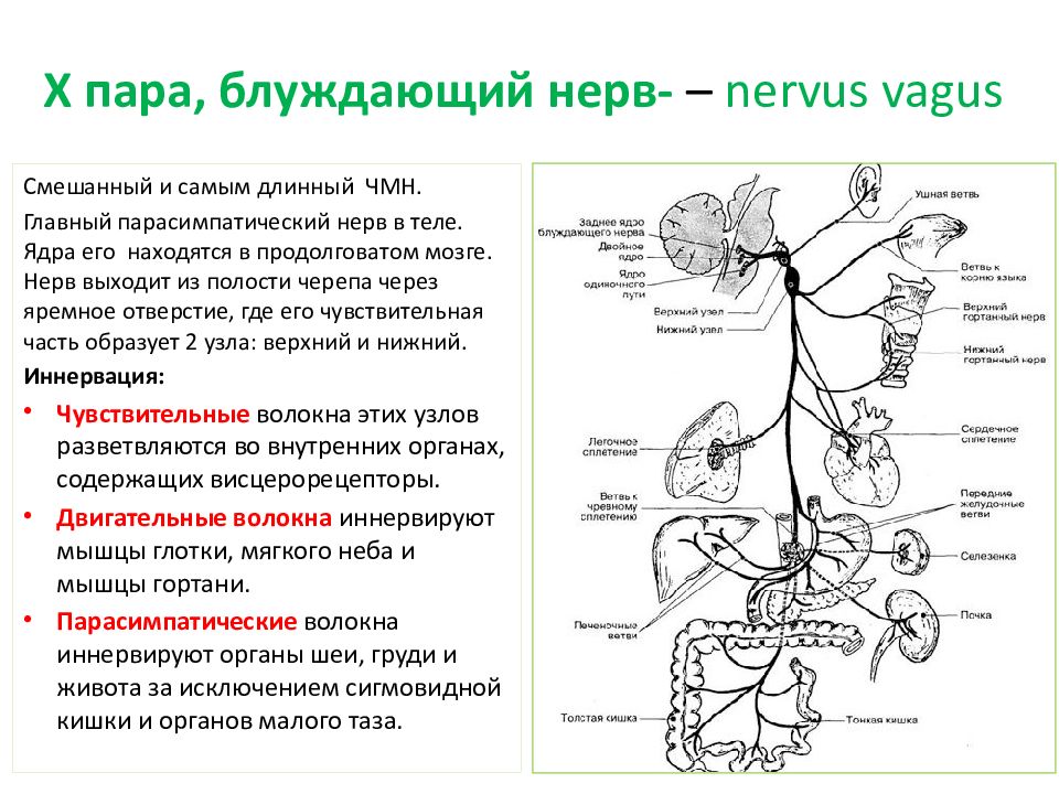 Блуждающий нерв эффекты. Блуждающий нерв 1 Нейрон. 10 Пара блуждающий нерв схема. 10 Пара блуждающий нерв. Блуждающего нерв (вагус).