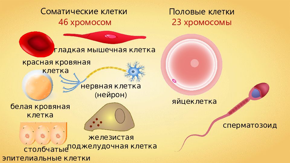 Сколько хромосом в яйцеклетке. Соматические и половые клетки. Соматические клетки примеры. Соматические клетки человека. Соматические клетки и половые клетки.