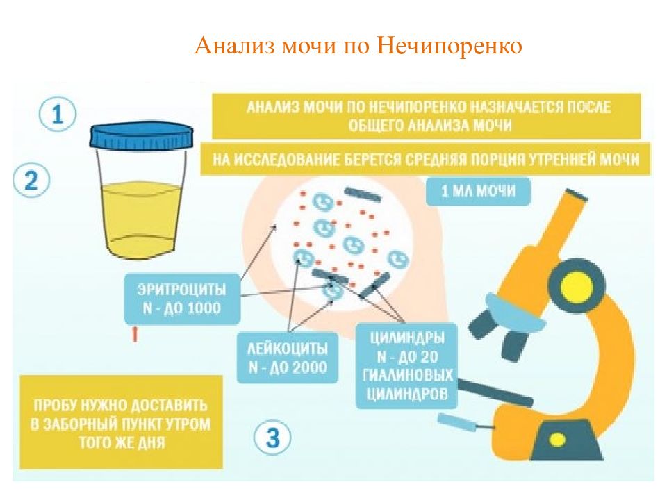 Урология в таблицах и схемах