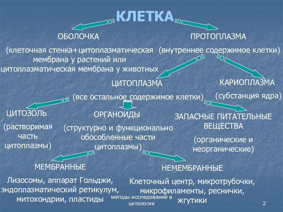 Общий план строения клетки связь структуры и функции