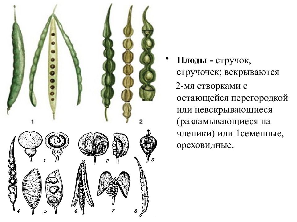 Плод стручок картинка