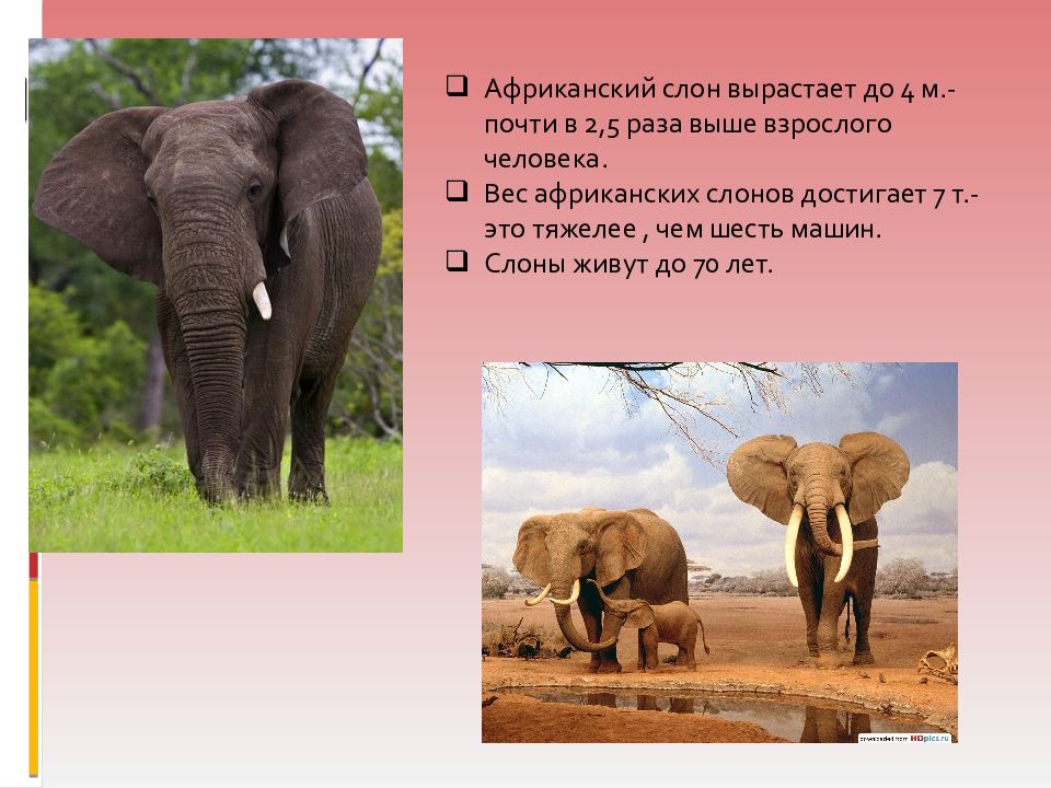 Вырасти слона. Животные жарких стран. Вес африканского слона. Животные жарких стран слон. Африканский слон Продолжительность жизни.