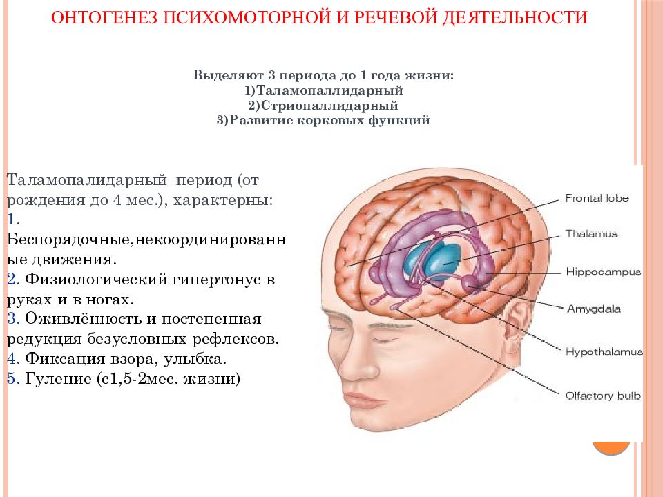 Особенности работы мозга. Возрастные особенности головного мозга. Возрастные особенности головного мозга презентация. Мозговая деятельность презентация. Таламопаллидарная система.