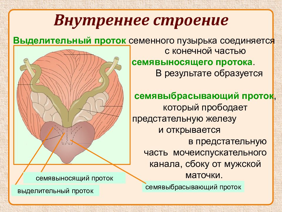 Предстательная железа презентация