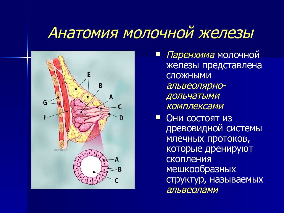 Тип молочной железы. Паренхима молочной железы. Анатомия молочной железы. Молочная железа строение анатомия. Строение молочной железы анатомия.