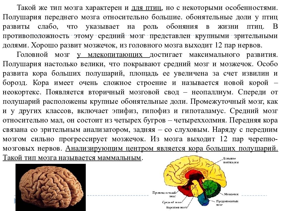 Какой отдел мозга млекопитающих имеет два полушария. Тип мозга, который характерен для птиц. Типы мозгов. Типы головного мозга. Маммалийный Тип мозга.