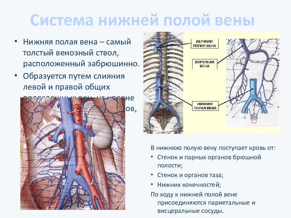 Какой цифрой на рисунке обозначена нижняя полая вена