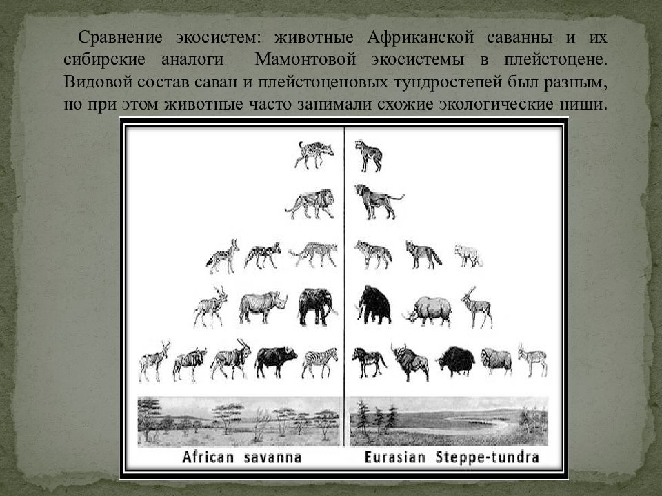 Экосистема саванны презентация