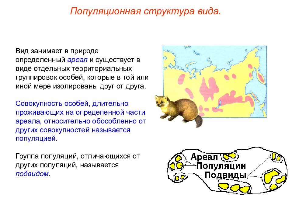 Существует территориальная. Конспект по теме популяционная структура вида. -Популяция/ популяционная структура вида. Усложнение популяционной структуры вида. Популяционная структура вида презентация.