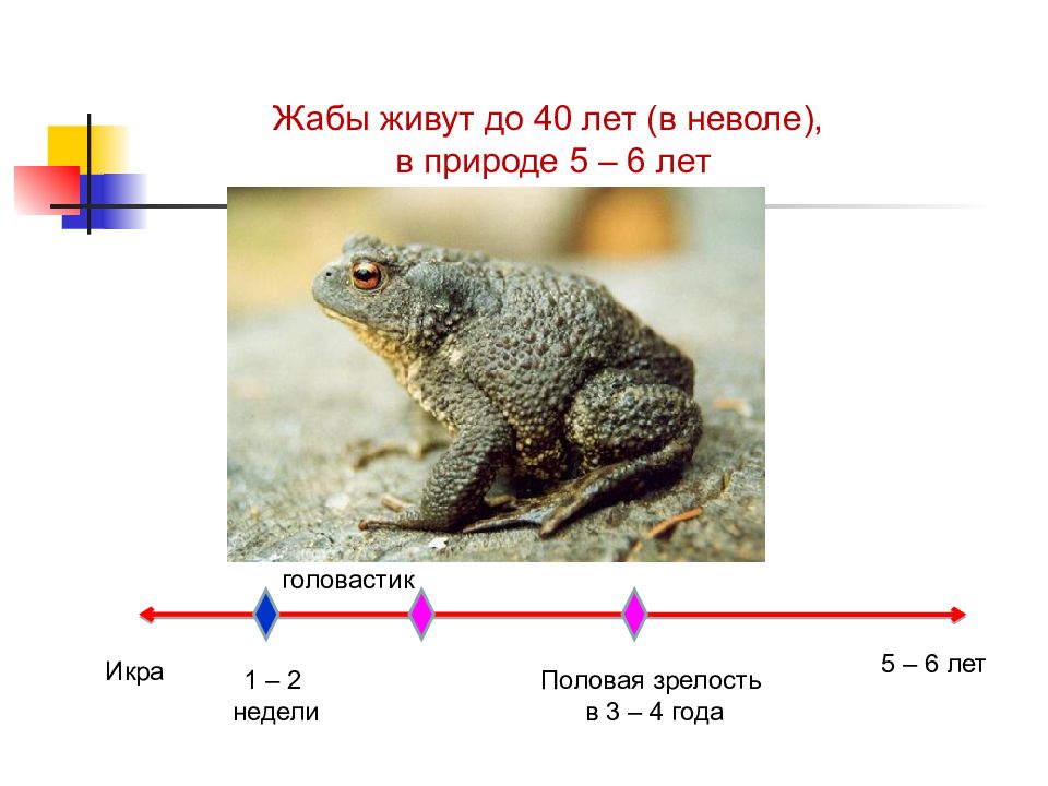 Презентация периодизация и продолжительность жизни животных 7 класс презентация