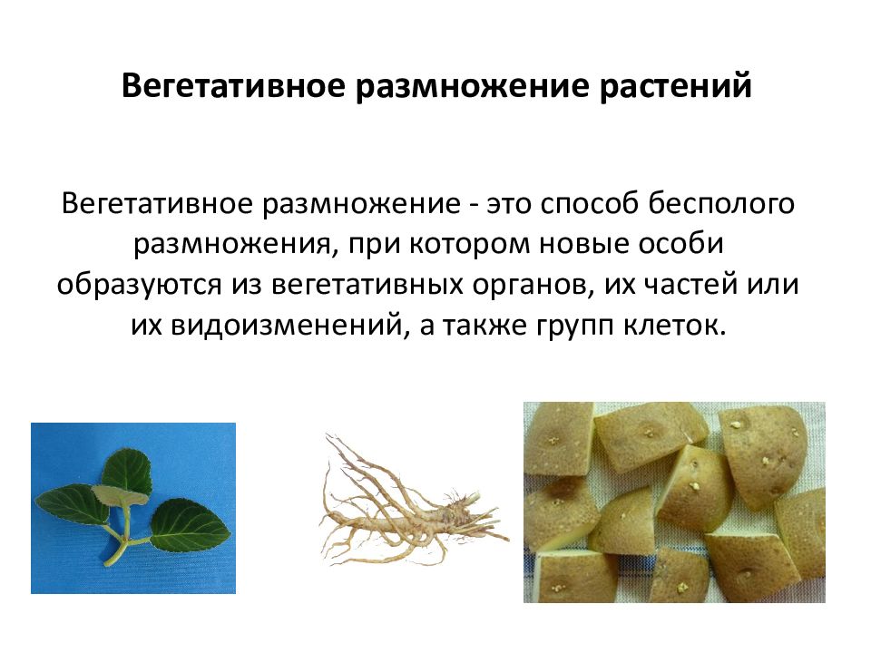 Вегетативное размножение - это способ бесполого размножения, при котором новые особи образуются из вегетативных органов, их частей или их видоизменений, а