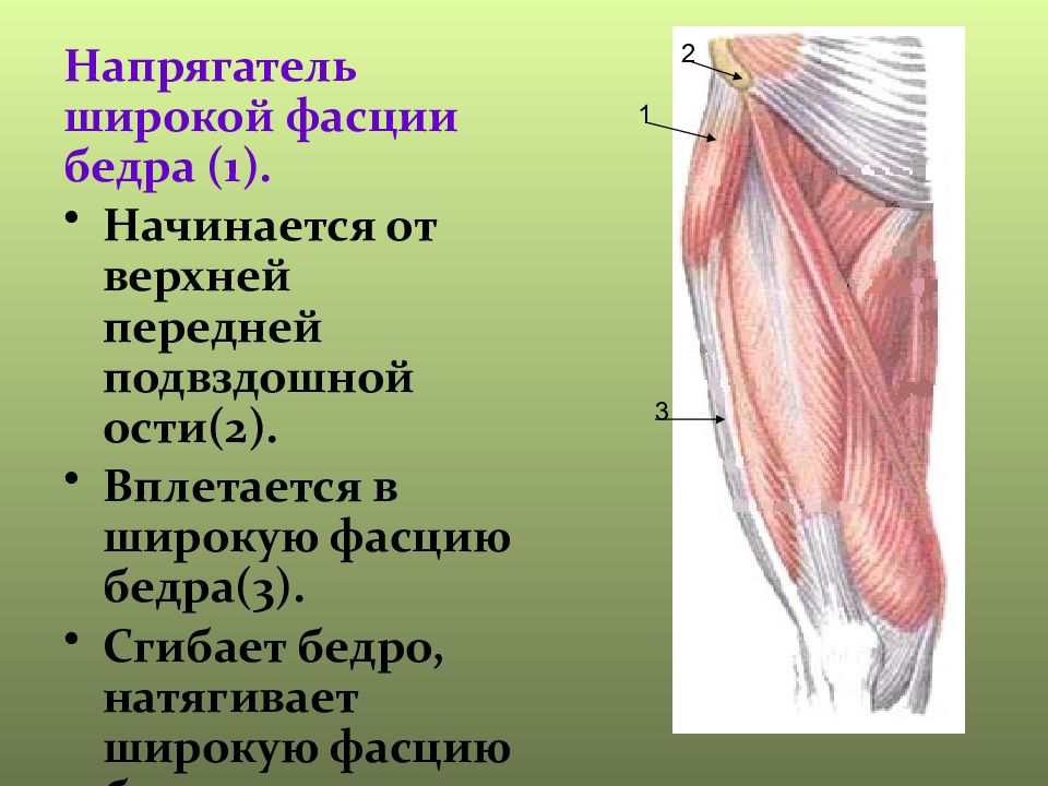 Верхние и нижние мышцы