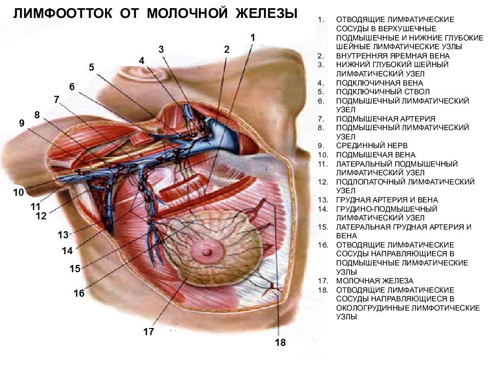 Схема лимфооттока от молочной железы топографическая анатомия