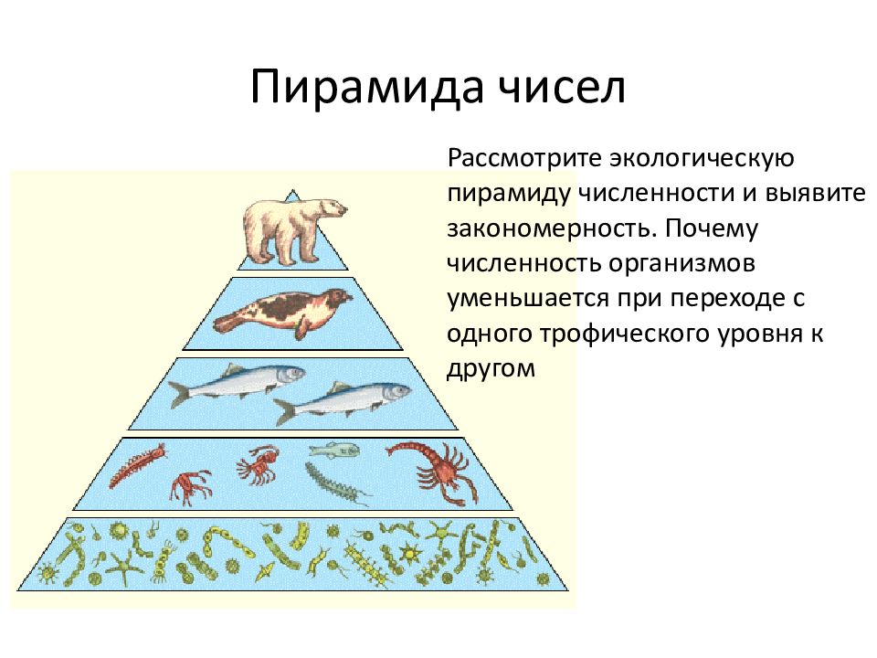 Экологические пирамиды биомасс энергии. Экологическая пирамида численности. Экологическая пирамида тайги. Экологическая пирамида озера. Трофический уровень экологической пирамиды.