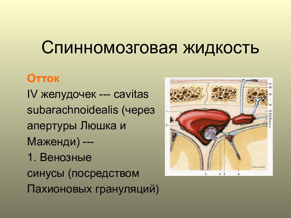 Отток жидкости. Отток спинномозговой жидкости. Отток спинномозговой жидкости в венозное русло происходит через. Отток спинномозговой жидкости в венозное русло. Апертура Люшка.