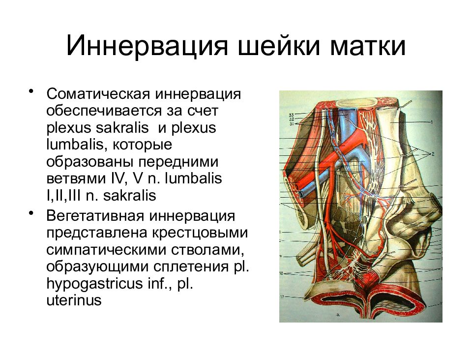 Кровоснабжение и иннервация. Парасимпатическая иннервация матки. Матка кровоснабжение и иннервация. Иннервация матки схема. Кровообращения и иннервация матки.