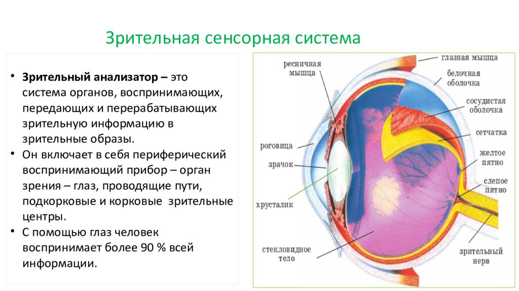 Анатомия физиология патология органов зрения. Строение и функции зрительной сенсорной системы. Зрительная система строение и функции. Зрительная сенсорная система физиология. Физиологическая организация зрительной сенсорной системы.